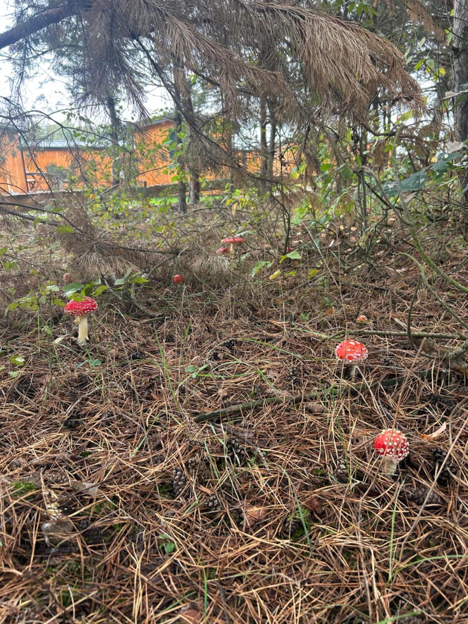 מלון Grabce-Towarzystwo Zacisze Obok Suntago Park מראה חיצוני תמונה